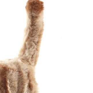 猫ぬいぐるみ 茶色 やさしい眼差し子猫